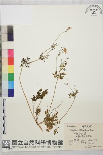 腎葉唐松草藏品圖，第1張