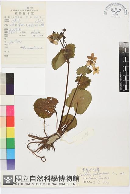 掌裂驢蹄草藏品圖，第1張