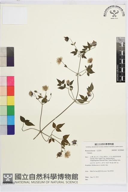 勝任鐵線蓮藏品圖，第1張