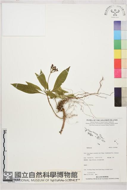 Accession Number:S207860 Collection Image