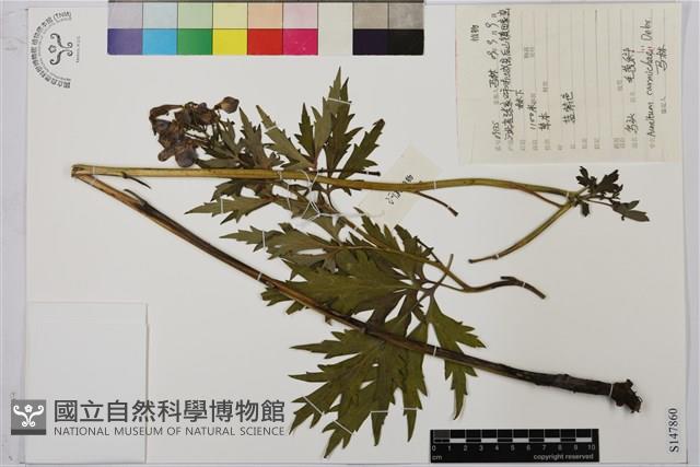 烏頭藏品圖，第1張