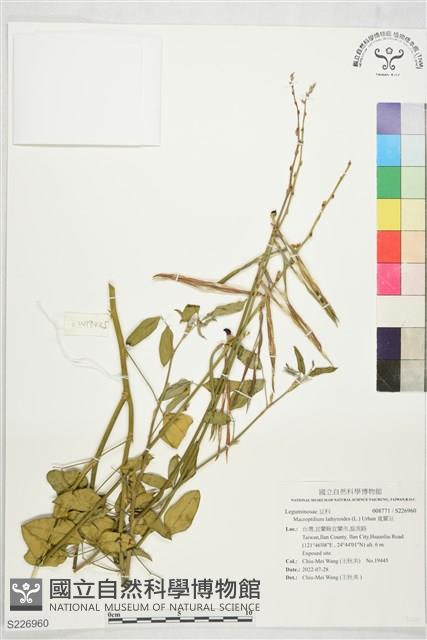 寬翼豆藏品圖，第1張