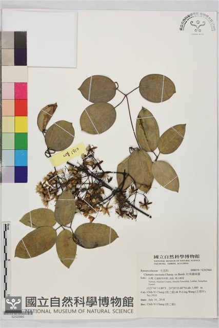 柱果鐵線蓮藏品圖，第1張