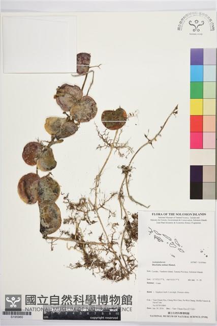 登錄號:S195960藏品圖，第1張