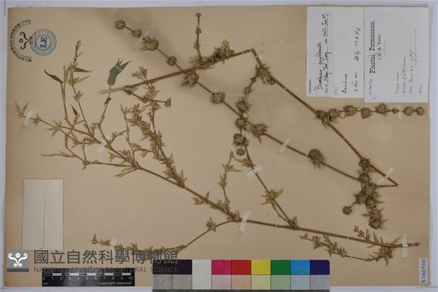 八芝蘭竹、矢竹、米篩竹藏品圖，第1張