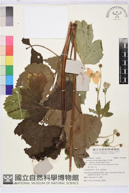 草玉梅藏品圖，第1張