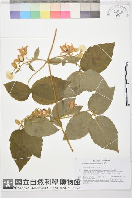 銹毛鐵線蓮藏品圖，第1張