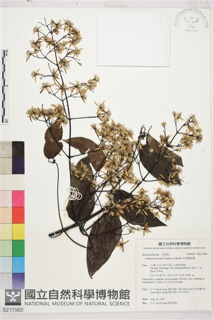 柱果鐵線蓮藏品圖，第1張