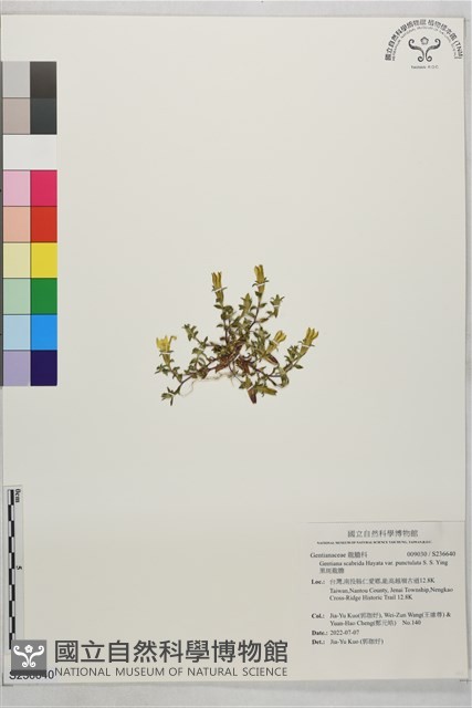 黑斑龍膽藏品圖，第1張