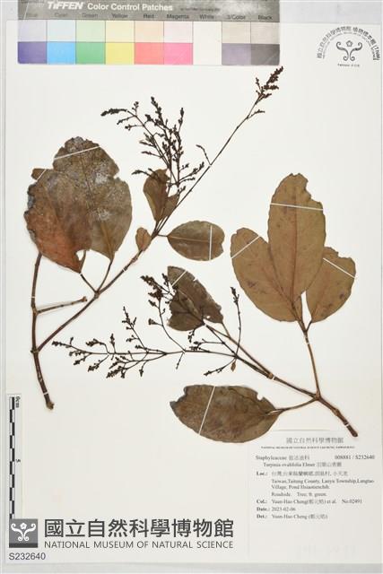羽葉山香圓藏品圖，第1張