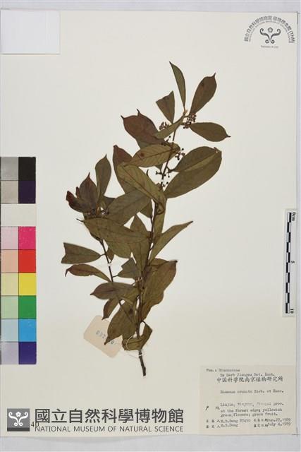 鈍齒鼠李藏品圖，第1張