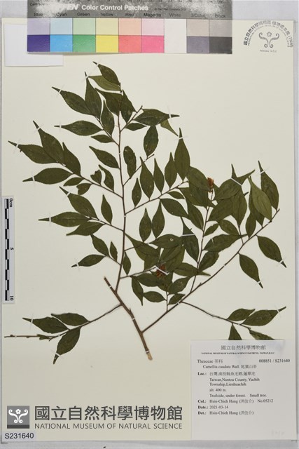 尾葉山茶藏品圖，第1張
