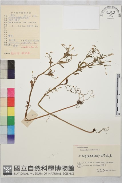 石龍芮藏品圖，第1張
