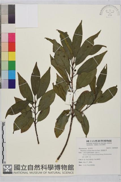 鈍齒鼠李藏品圖，第1張