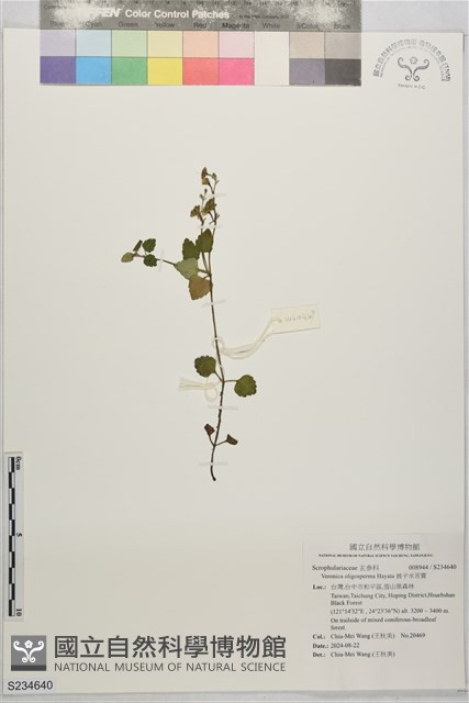 貧子水苦賈藏品圖，第1張