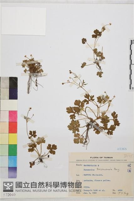 鹿場毛茛藏品圖，第1張