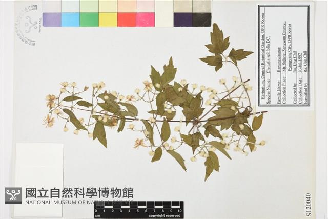 女萎藏品圖，第1張