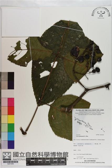 火筒樹藏品圖，第1張