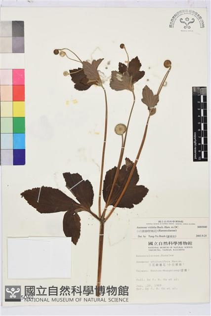 小白頭翁、野棉花藏品圖，第1張