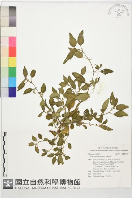 繩黃麻藏品圖，第1張