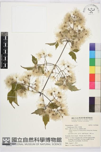 串鼻龍藏品圖，第1張