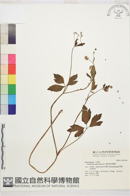 水辣菜、禺毛茛藏品圖，第1張