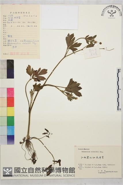 辣子草、揚子毛茛藏品圖，第1張