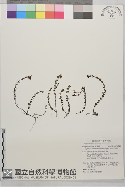 玉山小米草藏品圖，第1張
