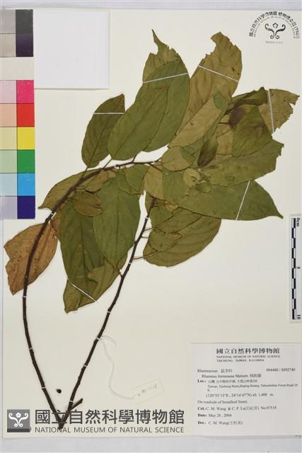 桶鉤藤藏品圖，第1張