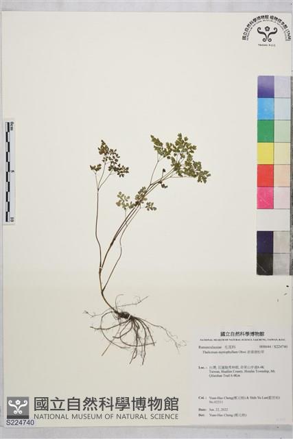 Accession Number:S224740 Collection Image