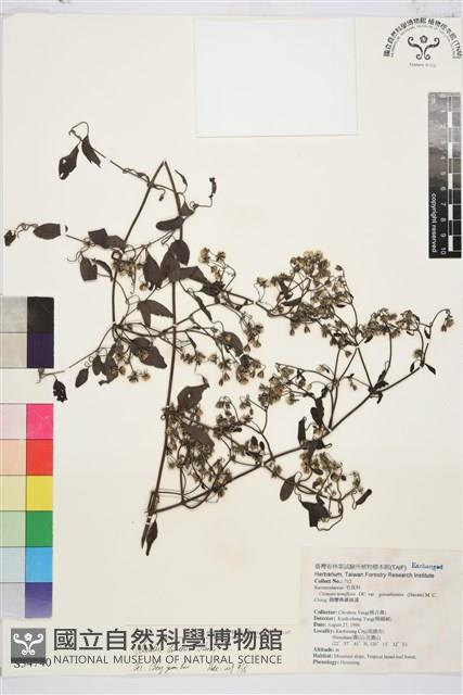 威靈仙藏品圖，第2張