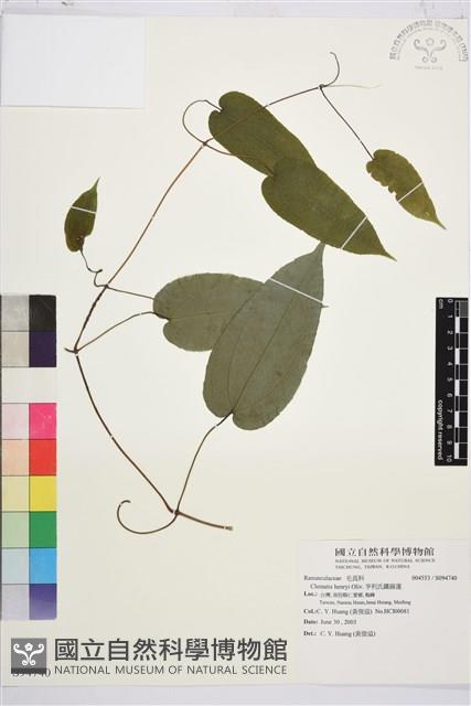 亨利氏鐵線蓮藏品圖，第1張