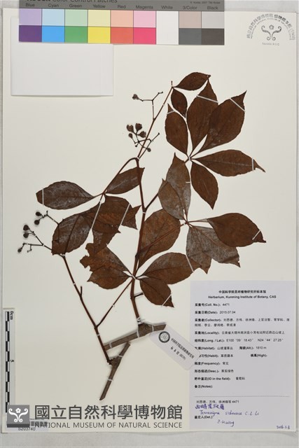 西疇崖爬藤藏品圖，第1張