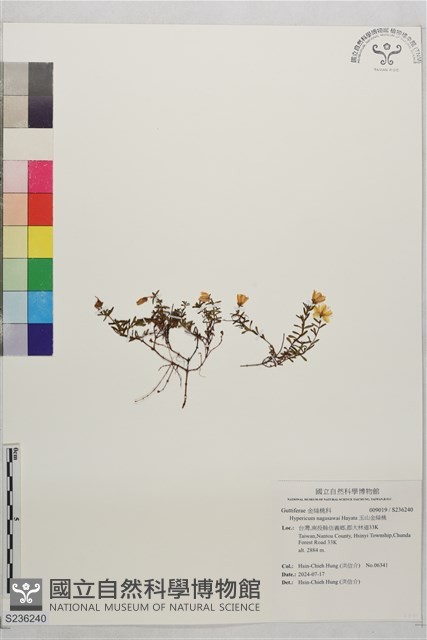 玉山金絲桃藏品圖，第1張