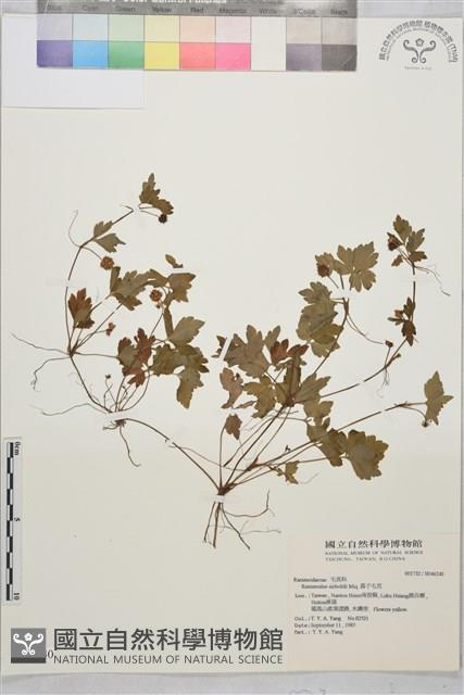 辣子草、揚子毛茛藏品圖，第1張