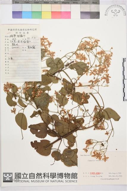 圓錐鐵線蓮藏品圖，第1張