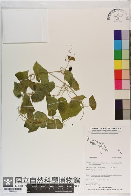 登錄號:S200240藏品圖，第1張