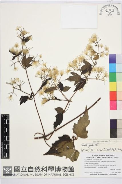 串鼻龍藏品圖，第2張