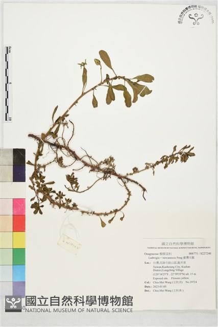 臺灣水龍藏品圖，第1張