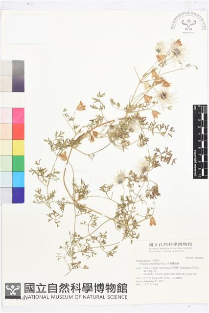 芹葉鐵線蓮藏品圖，第1張