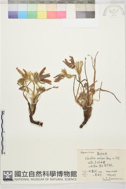 蒙古白頭翁藏品圖，第1張