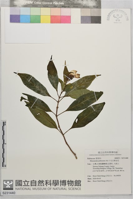 毛玉葉金花藏品圖，第1張