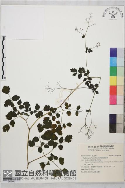 傅氏唐松草藏品圖，第1張