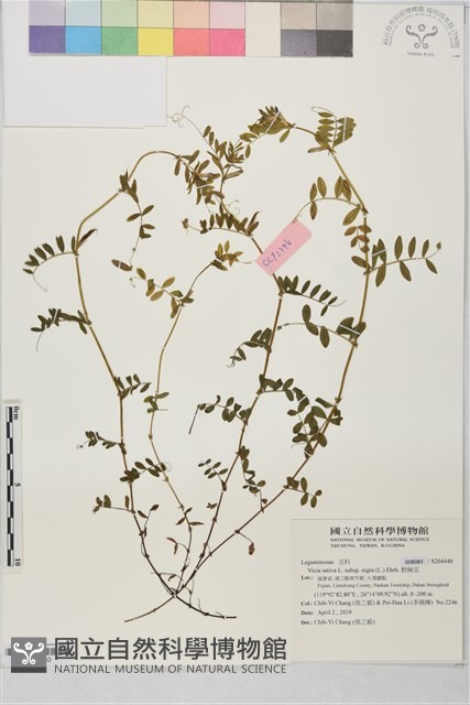 野豌豆藏品圖，第1張