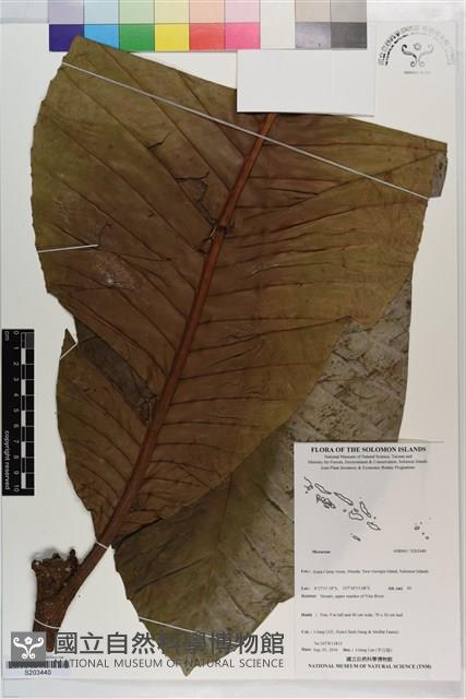 登錄號:S203440藏品圖，第1張