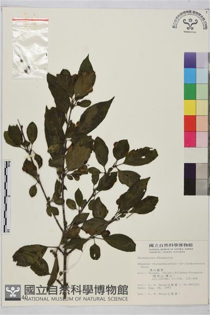 塔山鼠李藏品圖，第1張