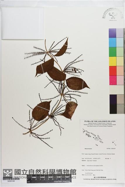 登錄號:S200140藏品圖，第1張