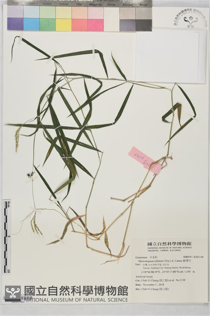剛莠竹藏品圖，第1張
