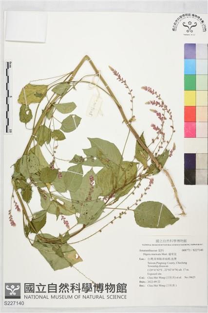 瘤果莧藏品圖，第1張