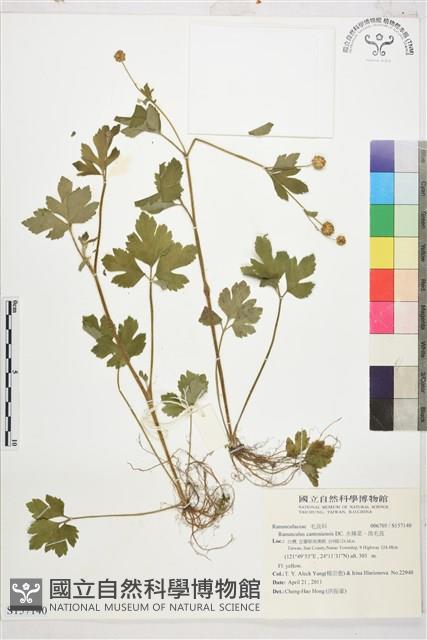 水辣菜、禺毛茛藏品圖，第1張